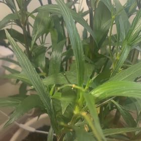 Photo of the plant species Britton's Wild Petunia by @IdolizedPilea76 named James Dean on Greg, the plant care app