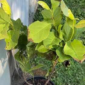 Photo of the plant species Jane Magnolia by @StarryGuasca34 named Bigleef Smalls on Greg, the plant care app