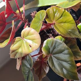 Photo of the plant species Begonia by @OverseerWorm46 named Rihanna on Greg, the plant care app