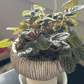 Photo of the plant species Peperomia 'Luna Grey' by @OverseerWorm46 named Kylie on Greg, the plant care app