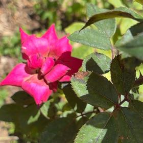 Photo of the plant species Knockout Red Rose by @NewHautree98 named Queen on Greg, the plant care app