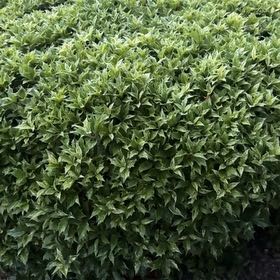 Photo of the plant species Holly Osmanthus by @VividLichen47 named Mando on Greg, the plant care app