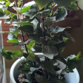 Photo of the plant species Olympia by @AliveBlue91 named Emerson on Greg, the plant care app