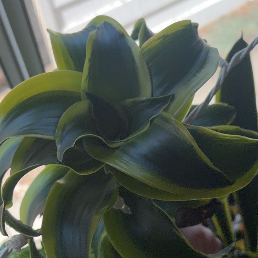 Photo of the plant species Dracaena Tornado Twisted by @RadLecanora58 named Lady on Greg, the plant care app