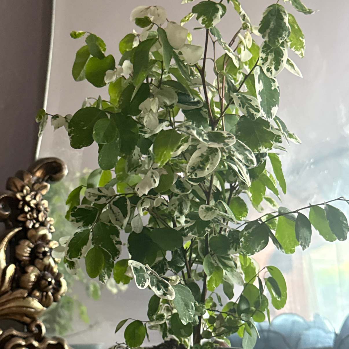 Photo of the plant species Brenia Snowbush by @PurelyChaya24 named Bambi on Greg, the plant care app