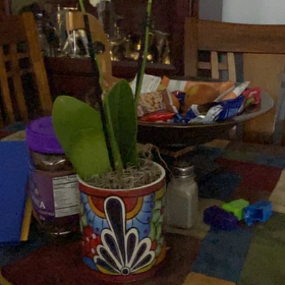 Photo of the plant species Platinum Charm Orchid by Priscilla named Harry on Greg, the plant care app