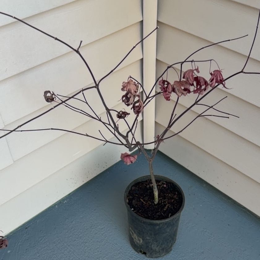 Photo of the plant species Smooth Japanese Maple by @BestGinger20 named Foxxy on Greg, the plant care app