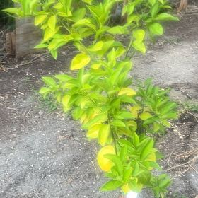 Photo of the plant species Valencia Orange by @CuddlyBasil53 named Bieber on Greg, the plant care app