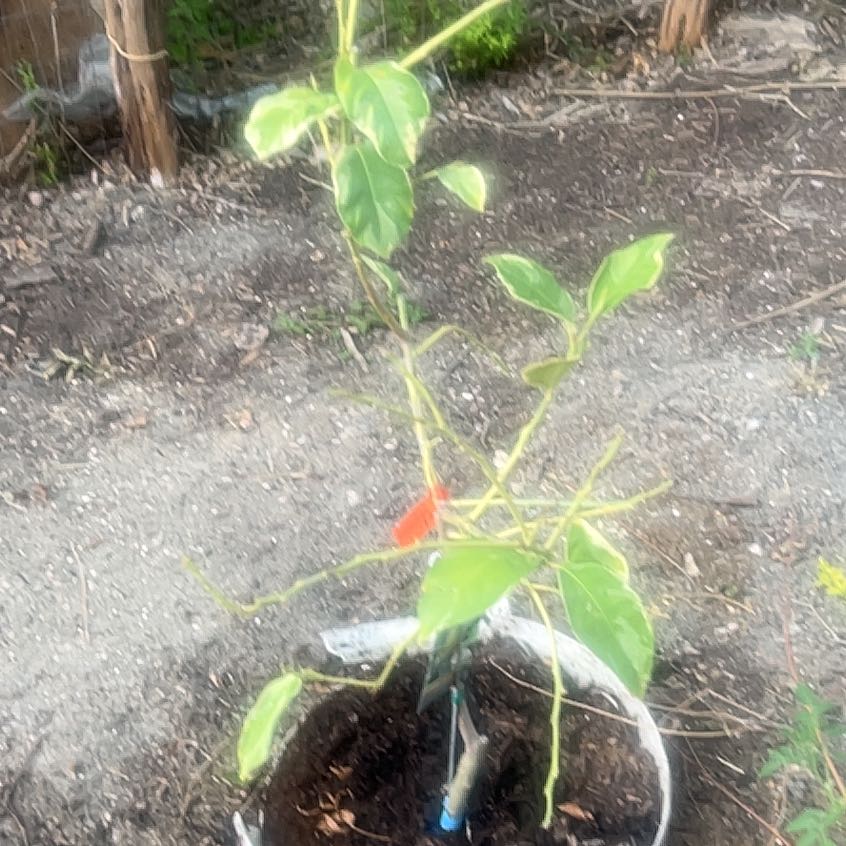 Photo of the plant species Pink Lemonade Lemon by @CuddlyBasil53 named James Dean on Greg, the plant care app