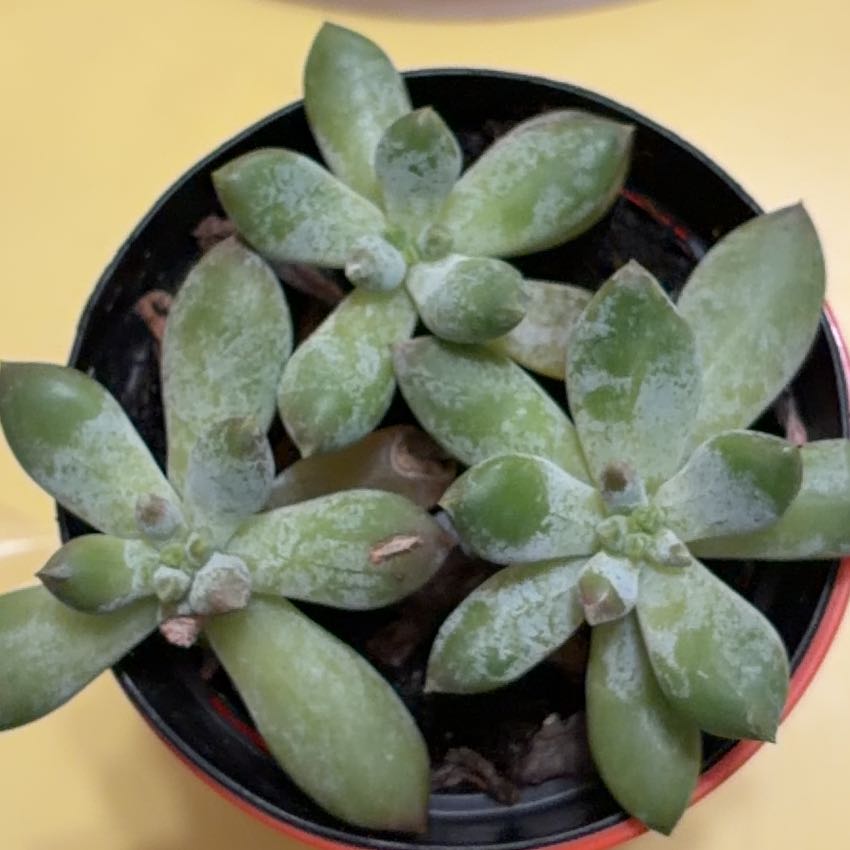 Photo of the plant species Pachyphytum 'Starburst' by @TastySquash82 named Sigmund on Greg, the plant care app