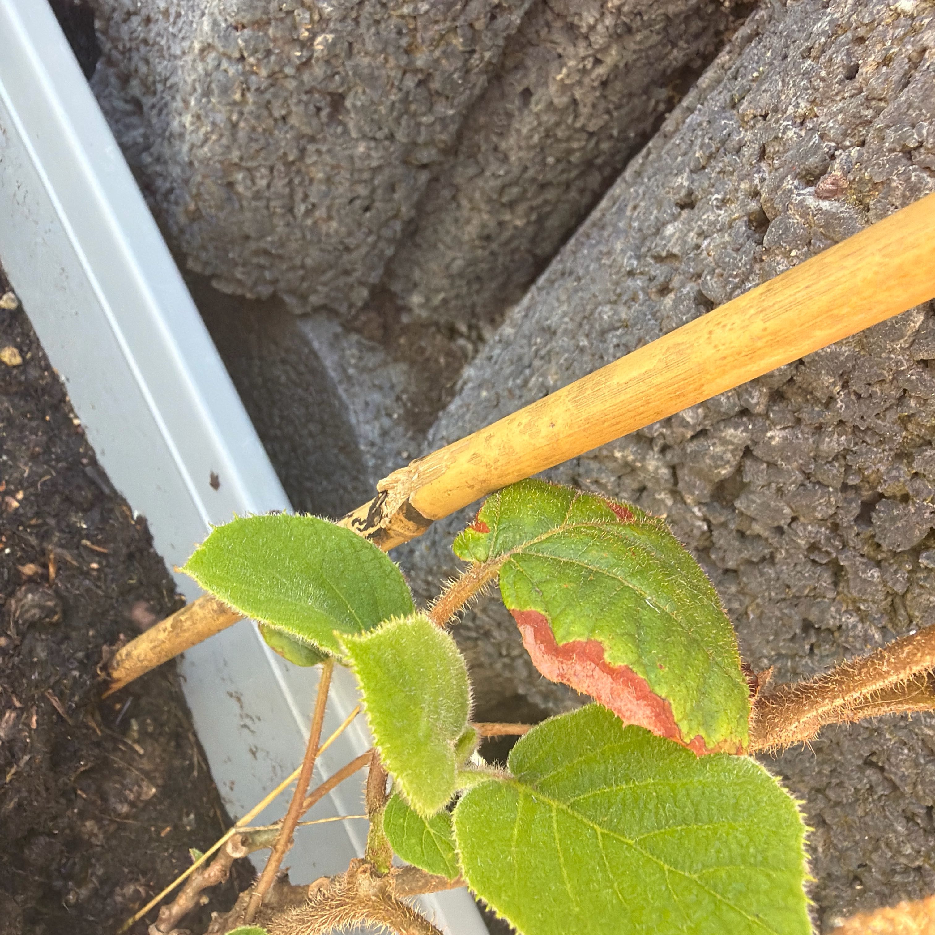 Photo of the plant species Kiwi Fruit by @DreamyMiro41 named James Dean on Greg, the plant care app
