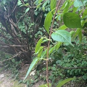 Photo of the plant species Sweet Mock Orange by @LordOxlip61 named Harry on Greg, the plant care app