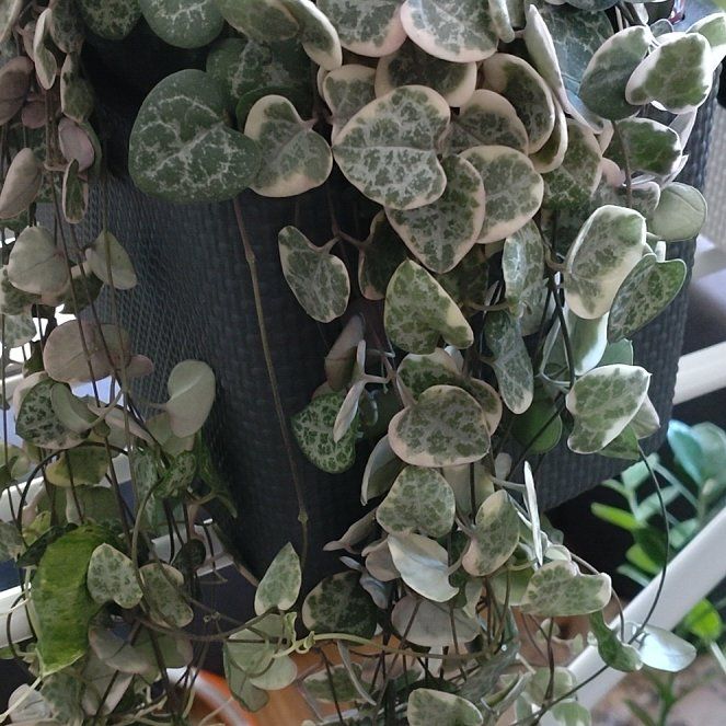 Photo of the plant species String of Hearts, varigated by @AvidRainbow43 named Daphne on Greg, the plant care app