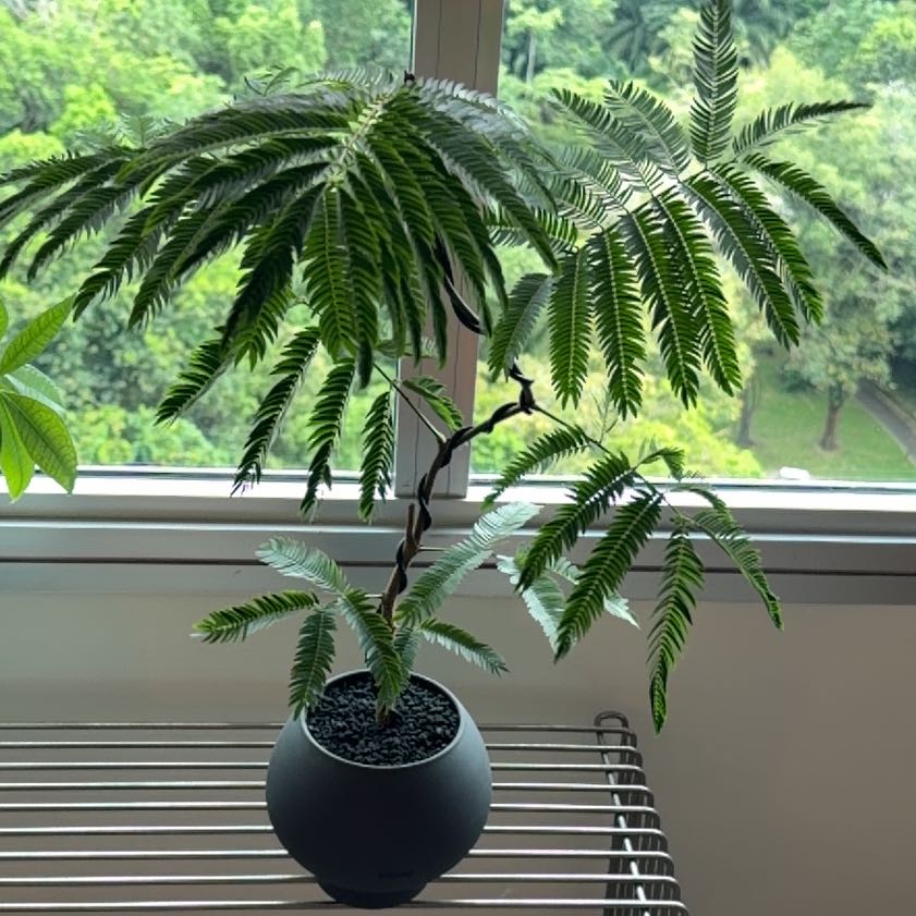 Photo of the plant species Everfresh Tree by @RousingRosea78 named Girlfrond on Greg, the plant care app