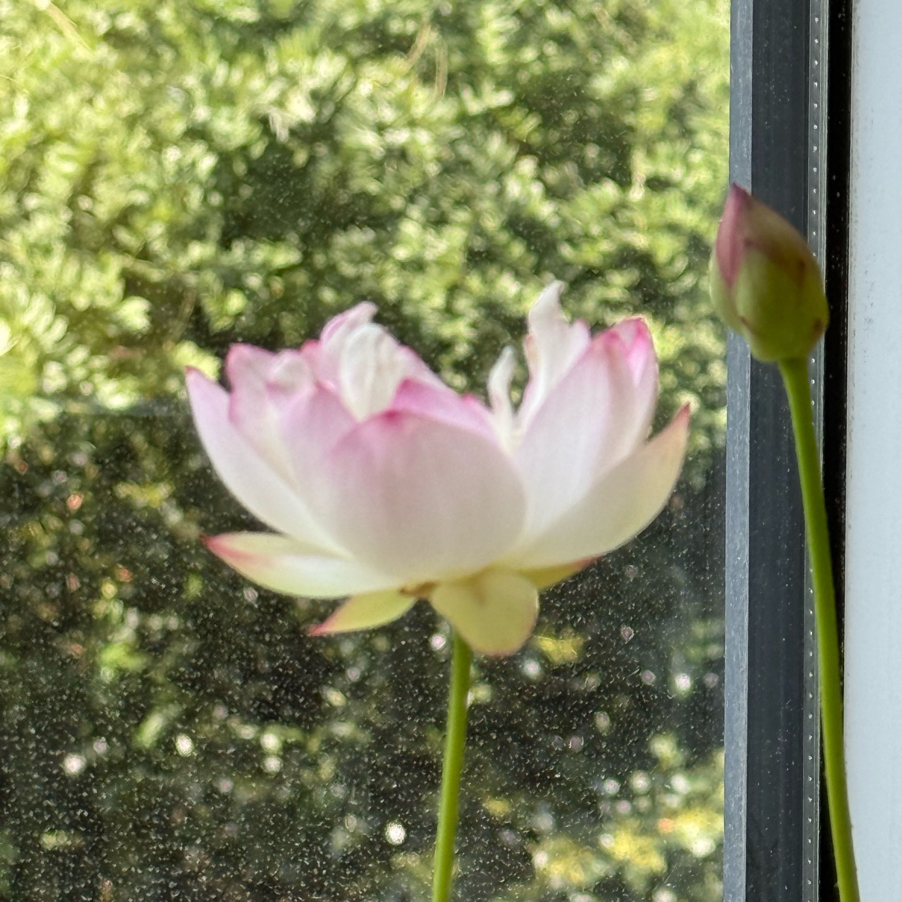 Photo of the plant species Sacred Lotus by @NewBorage23 named Kesha on Greg, the plant care app