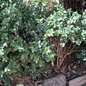 Photo of the plant species Boxwood by @BuffMedeola30 named Cleopatra on Greg, the plant care app