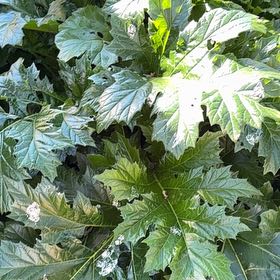Photo of the plant species Acanthus Mollis by @BuffMedeola30 named Willow on Greg, the plant care app