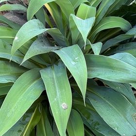 Photo of the plant species New Zealand Rock Lily by @BuffMedeola30 named Taylor Swift on Greg, the plant care app