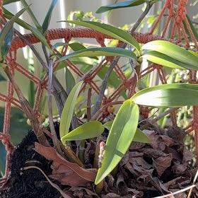 Photo of the plant species Pink Rock Orchid by @BuffMedeola30 named Elle on Greg, the plant care app