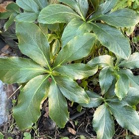Photo of the plant species Lenten Rose by @BuffMedeola30 named Planty on Greg, the plant care app