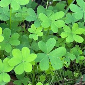 Photo of the plant species African Woodsorrel by @BuffMedeola30 named Spike Leaves on Greg, the plant care app