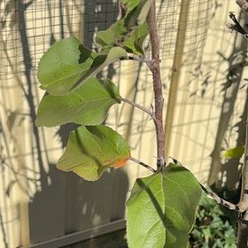 Photo of the plant species Apple by @BuffMedeola30 named Wall-E on Greg, the plant care app
