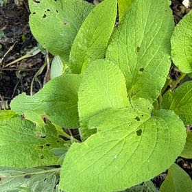 Photo of the plant species Purple Foxglove by @BuffMedeola30 named Plato on Greg, the plant care app