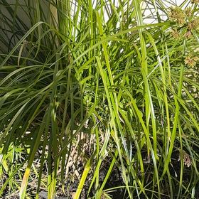 Photo of the plant species Pampas Grass by @BuffMedeola30 named Curie on Greg, the plant care app