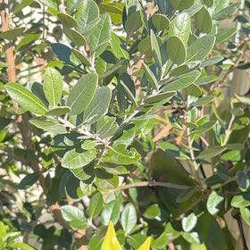 Photo of the plant species Pineapple Guava by @BuffMedeola30 named Coco on Greg, the plant care app