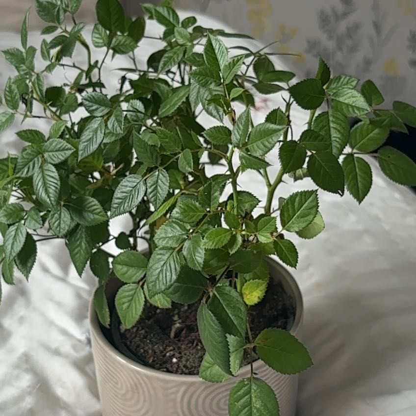 Photo of the plant species Miniature Rose by @DreamyMelon72 named Sir Plancelot on Greg, the plant care app