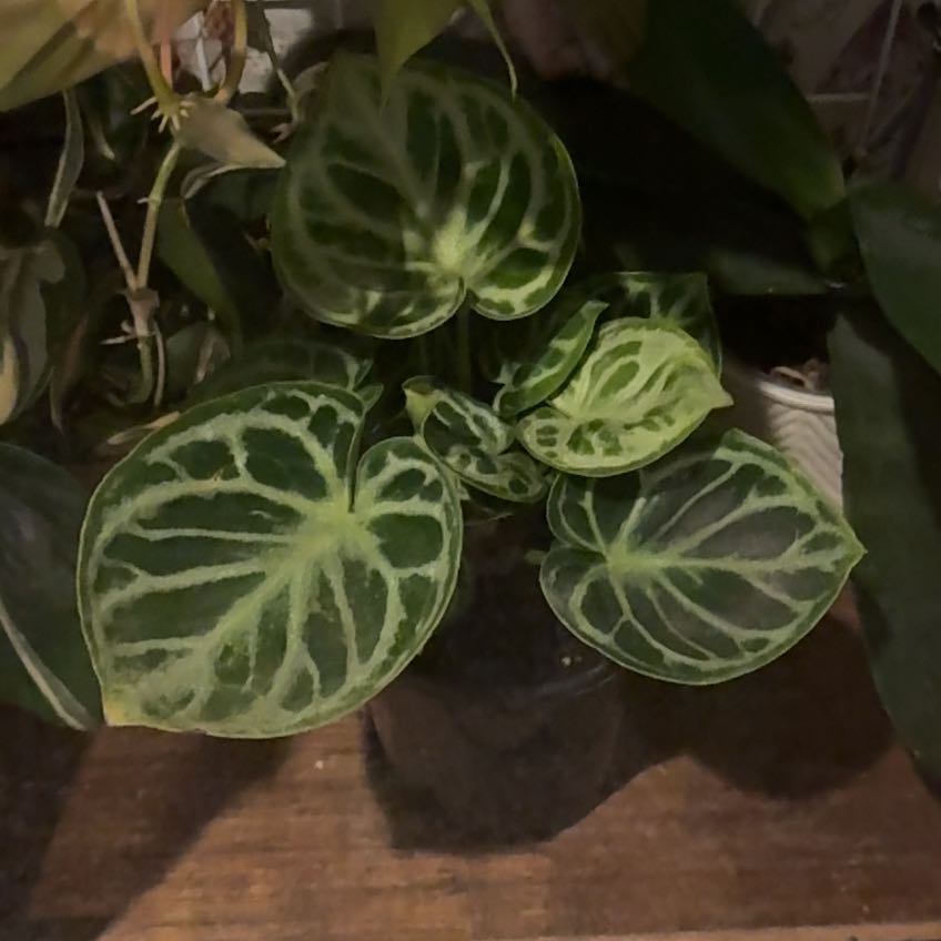 Photo of the plant species Anthurium Dorayaki by @PetPinkruby66 named Dorayaki on Greg, the plant care app