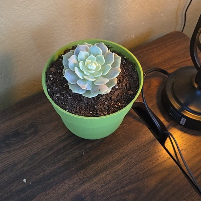 Photo of the plant species Succulent by @WinSunburst86 named Marley on Greg, the plant care app