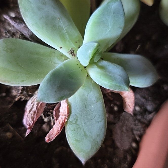 Photo of the plant species Pachyveria 'Blue Quartz' by @WinSunburst86 named Zeus on Greg, the plant care app