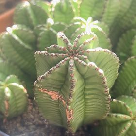Photo of the plant species Succulent by @HunkyFlaxsilk2 named Darwin on Greg, the plant care app