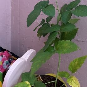 Photo of the plant species Black Raspberry by @AceJavamoss11 named Fernie Mercury on Greg, the plant care app