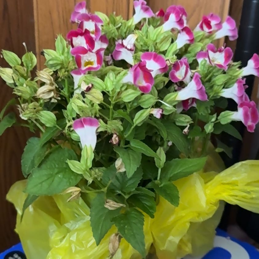 Photo of the plant species Wishbone Flower by @AceJavamoss11 named Harry on Greg, the plant care app