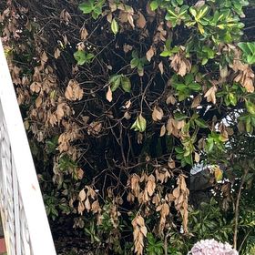 Photo of the plant species Fortune's Spindle by @FancyChayote85 named Marley on Greg, the plant care app