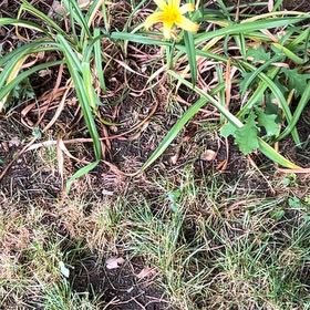 Photo of the plant species Daffodil by @FancyChayote85 named Sol on Greg, the plant care app