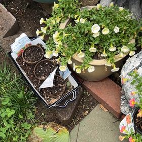 Photo of the plant species Wingpod Purslane by @FancyChayote85 named Ulysses S Plant on Greg, the plant care app