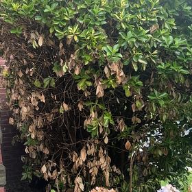 Photo of the plant species Fortune's Spindle by @FancyChayote85 named Fernie Mac on Greg, the plant care app