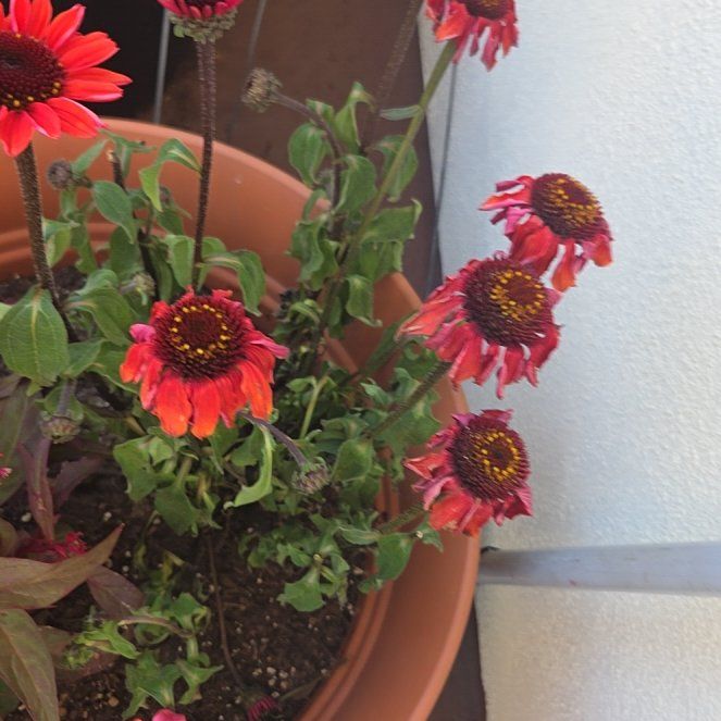 Photo of the plant species Sombrero Coneflower by @BusyPalqui34 named Harry on Greg, the plant care app