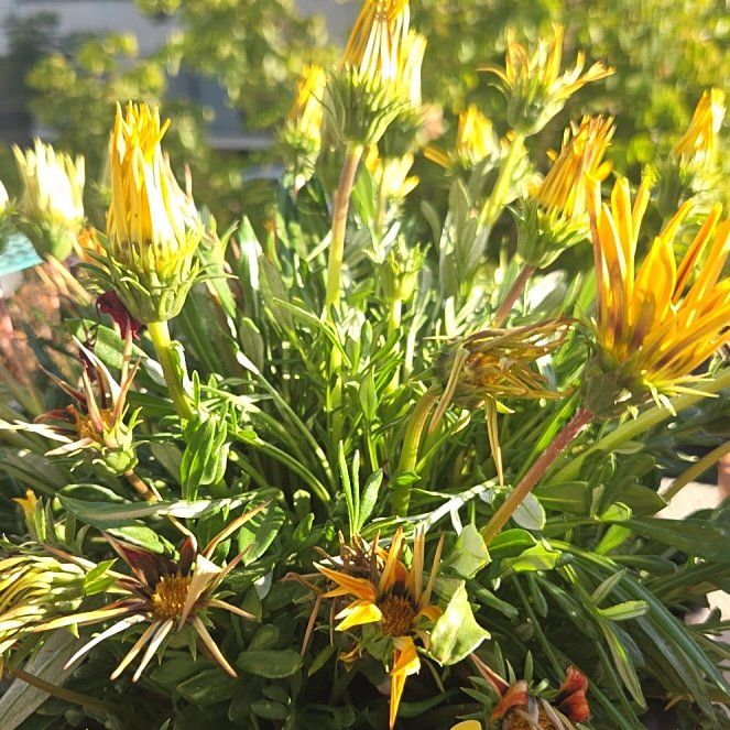 Photo of the plant species Treasureflower by @BusyPalqui34 named Gobi on Greg, the plant care app