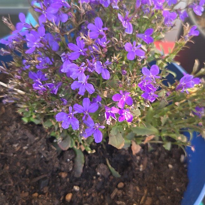 Photo of the plant species Edging Lobelia by @BusyPalqui34 named Ronaldo on Greg, the plant care app