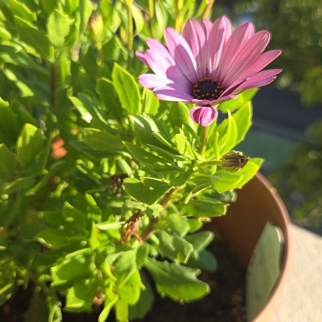 Photo of the plant species Osteospermum 'Sunglow' by @BusyPalqui34 named Robert Plant on Greg, the plant care app