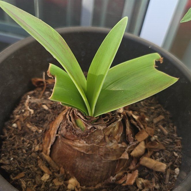 Photo of the plant species Easter Lily by @BusyPalqui34 named Queen on Greg, the plant care app