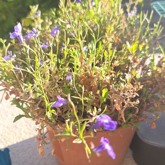 Photo of the plant species Edging Lobelia by @BusyPalqui34 named Walt on Greg, the plant care app