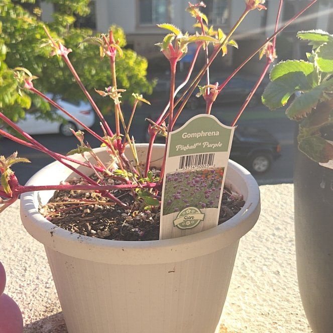 Photo of the plant species Gomphrena by @BusyPalqui34 named Fernie Mac on Greg, the plant care app