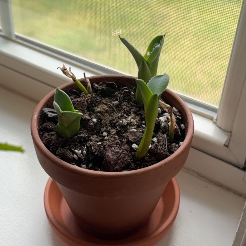 Photo of the plant species Agave by @LegitCat91 named Apollo on Greg, the plant care app