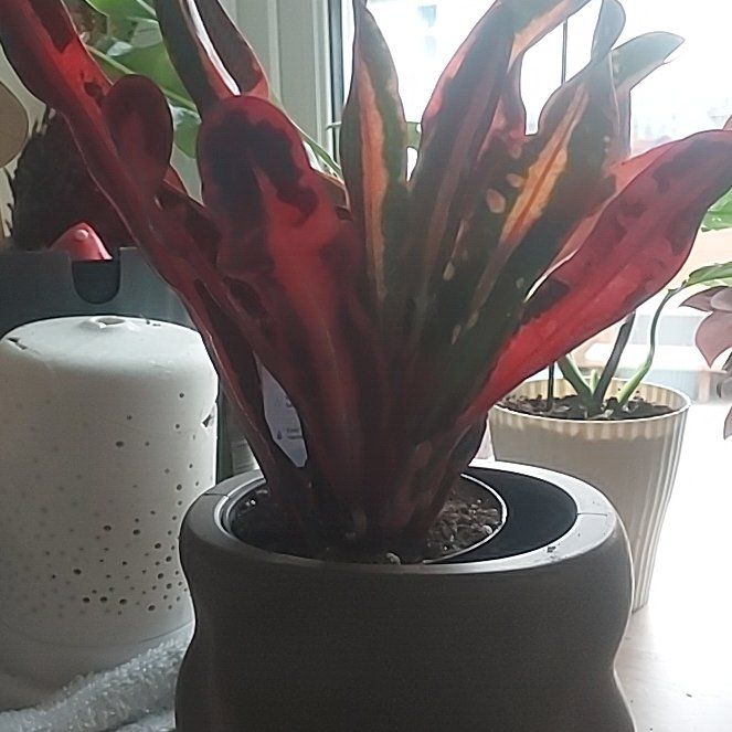 Photo of the plant species Mammy Croton by @SincereLychee90 named Harmony on Greg, the plant care app