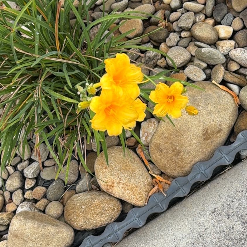 Photo of the plant species Yellow Daylily by @AceBrushbox41 named McKinley on Greg, the plant care app
